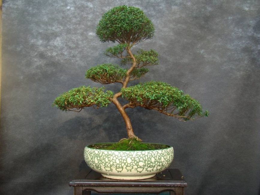 Faire du bonsaï à partir de myrte est une approche particulière, de la créativité et de l'art