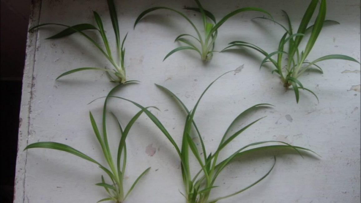 Méthode de reproduction