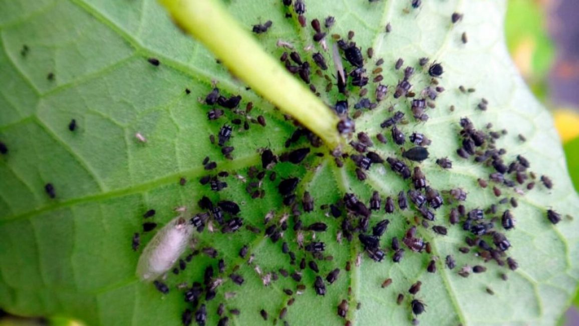 Pucerons sur les plantes de jardin