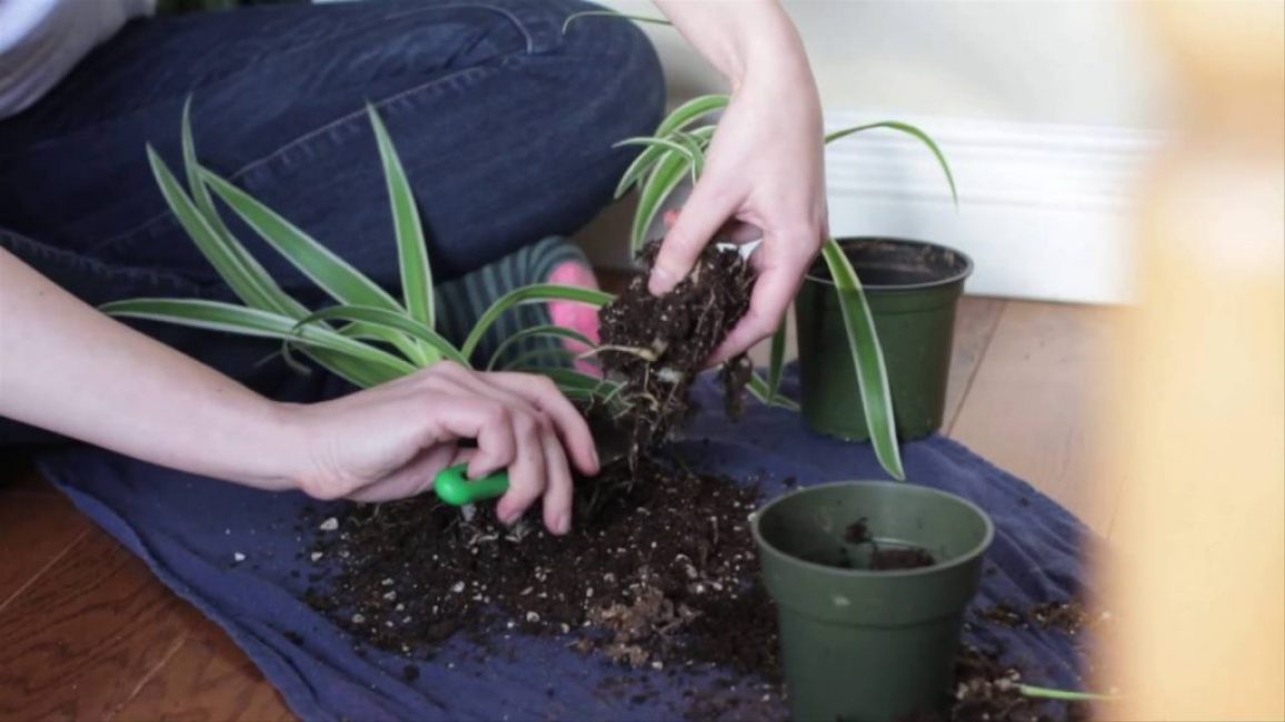 division chlorophytum de la brousse