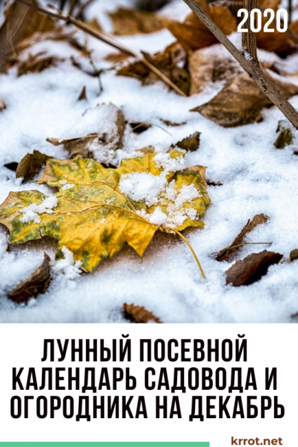 calendrier de semis lunaire décembre