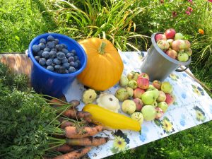 Calendrier de semis lunaire pour un jardinier et une jardinière pour août 2020