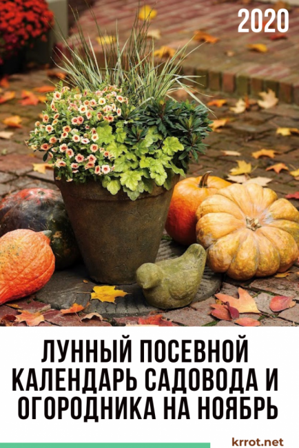 calendrier de semis lunaire novembre