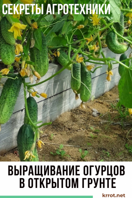 concombres en pleine croissance