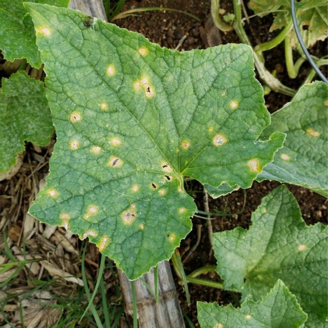 Anthracnose (vert de gris)