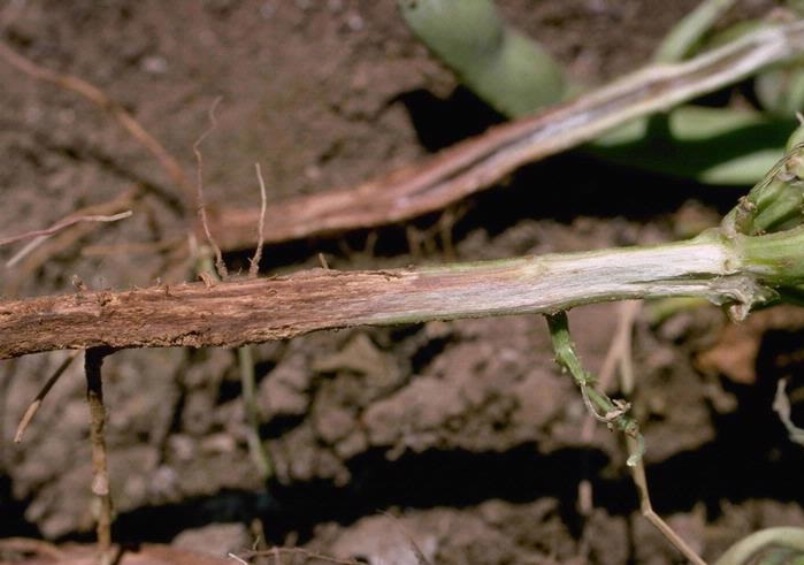 Rhizoctonia