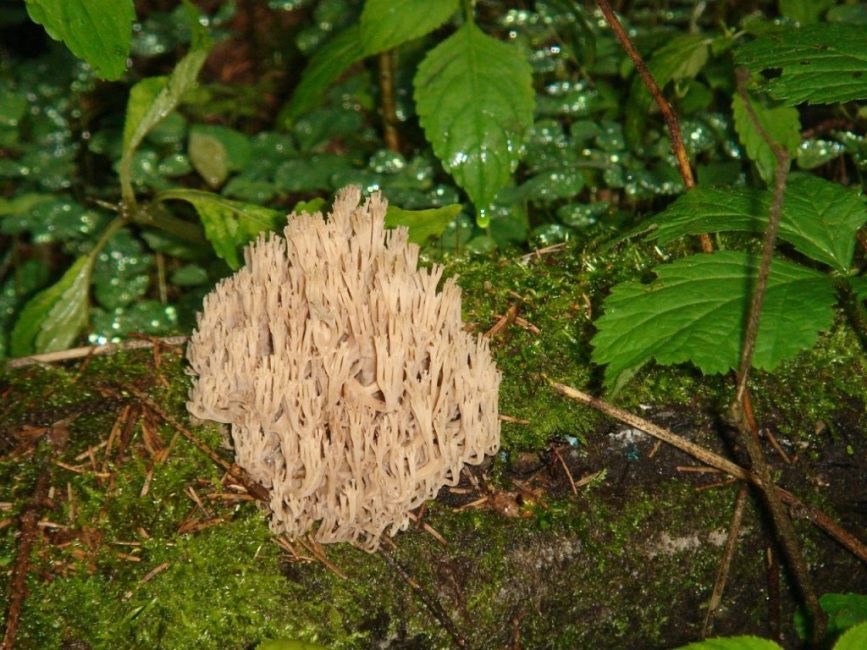 Rogatic droit (ramaria droit)
