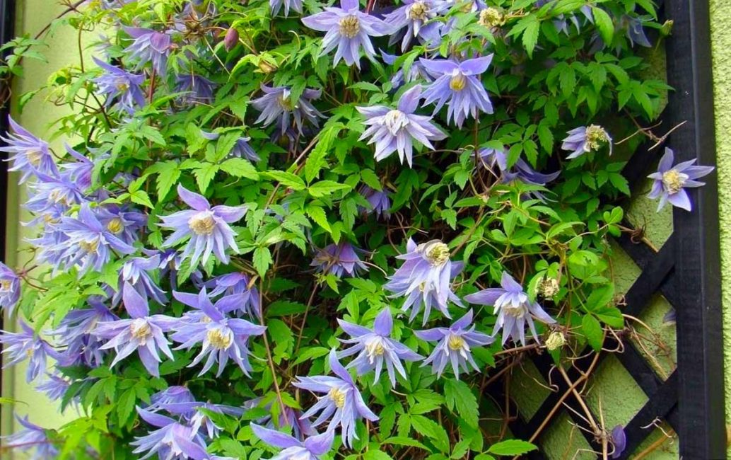 Les princes sont résistants à l'hiver, poussent rapidement, décorent le site, ils sont donc appréciés des jardiniers des latitudes nord.