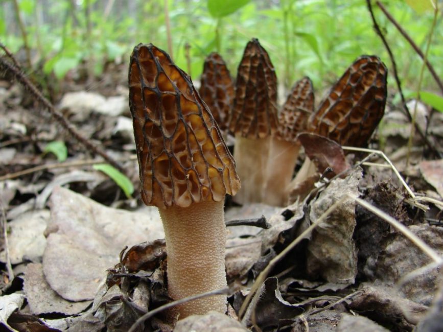 Morel conique
