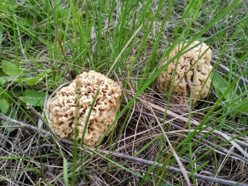 Steppe des morilles