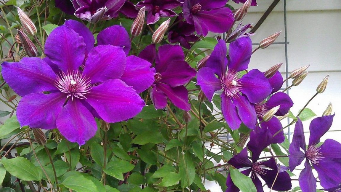 Clematis Gypsy Queen ou Gypsy Queen a de grandes fleurs lilas-violet. Appartient au groupe Jacqueman