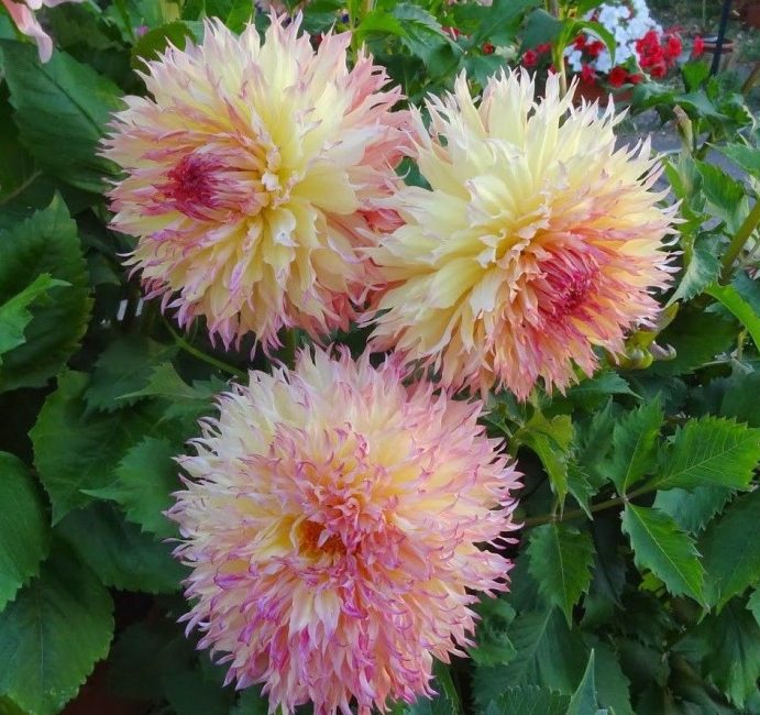 Cultivar à grandes fleurs Myrtles Folly