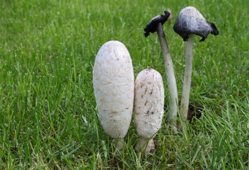 Bousier (champignon d'encre)