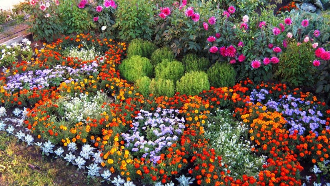 Jardin de fleurs avec des dahlias