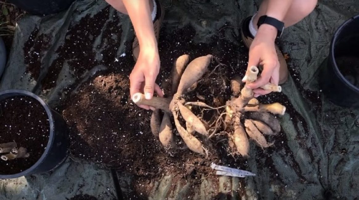 La division de la brousse