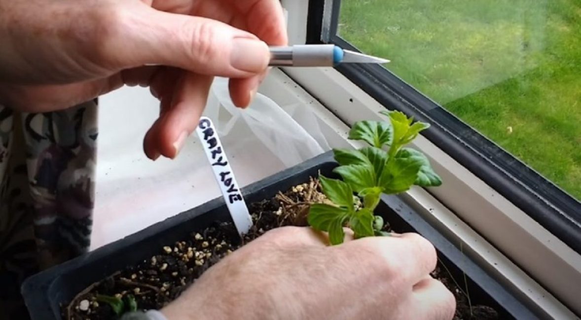 Les boutures sont coupées avec un couteau bien aiguisé