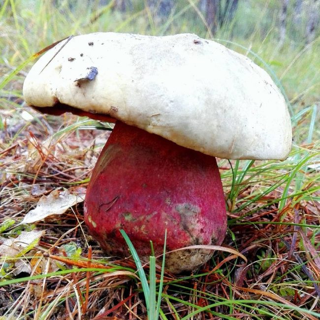 champignon satanique