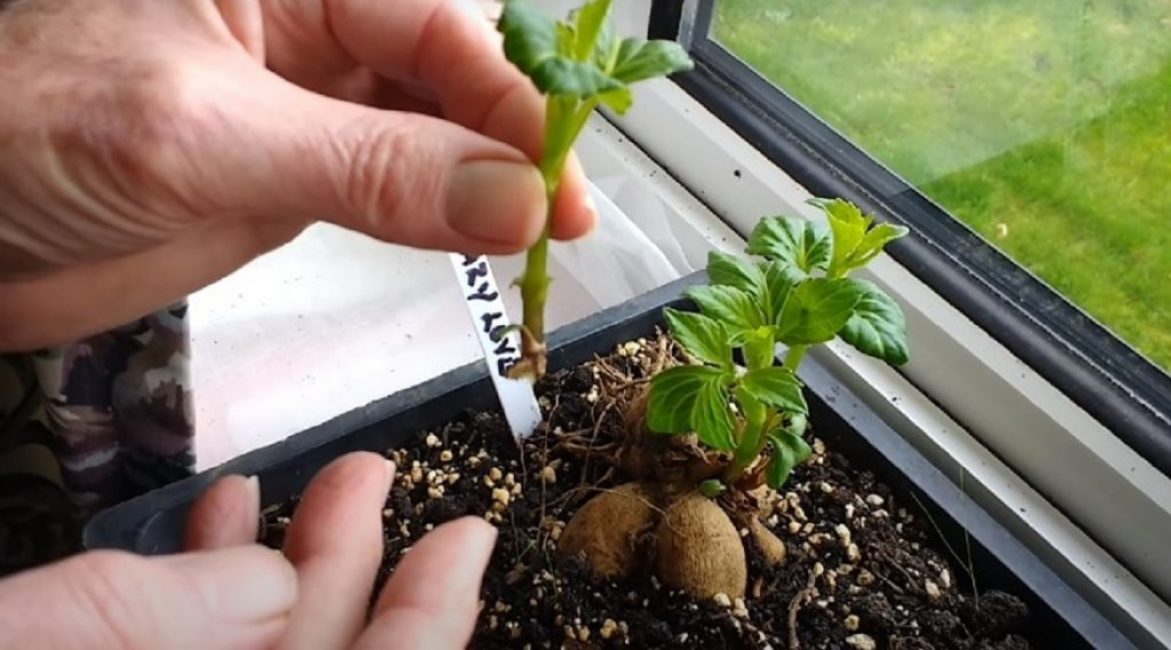 La tige séparée de la liqueur mère