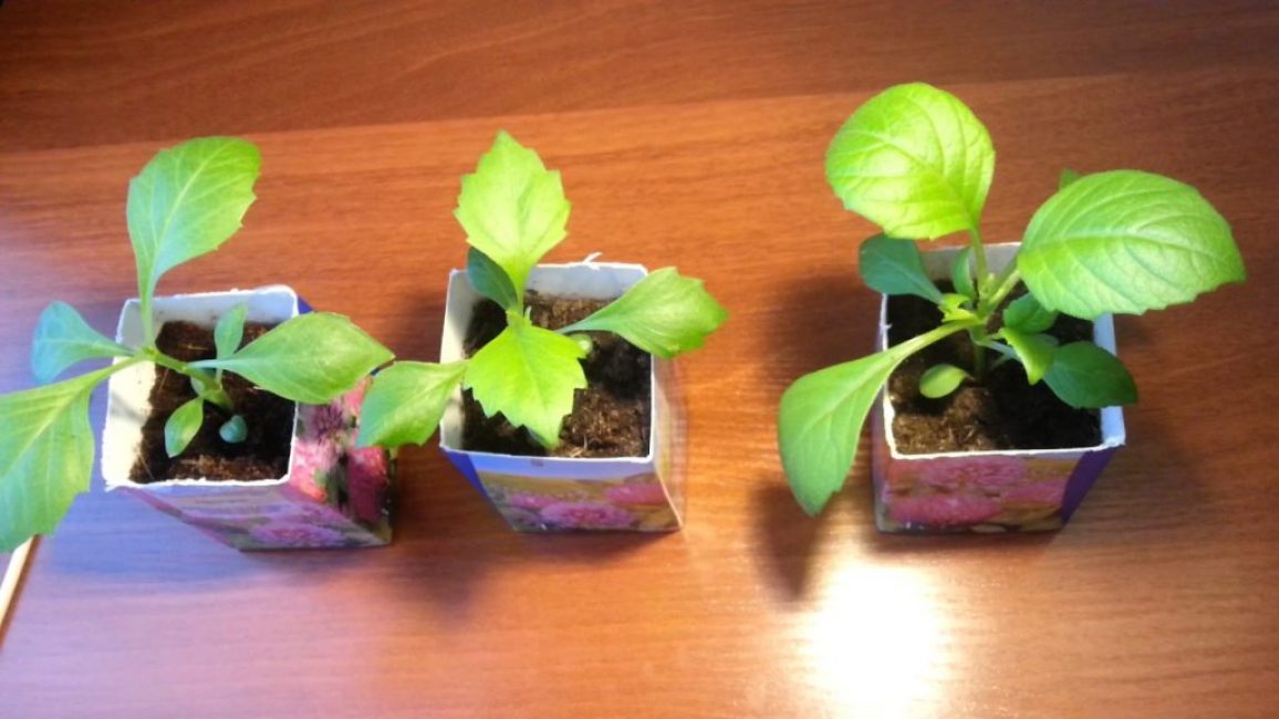 Boutures de dahlia en coupelles