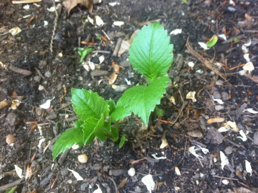 Jeune plante repiquée en extérieur
