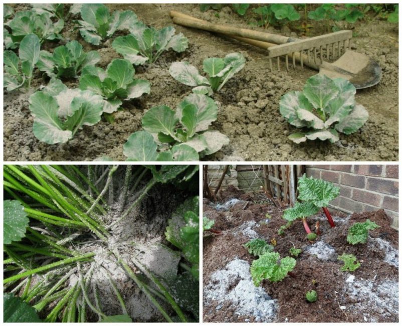 La cendre sèche agit comme un top dressing et en même temps repousse certains parasites, sert de prophylactique contre les maladies