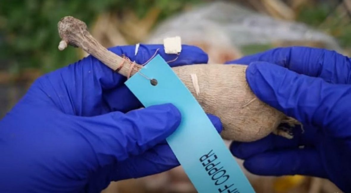 Afin de ne pas confondre les variétés, les tubercules de dahlia doivent être signés