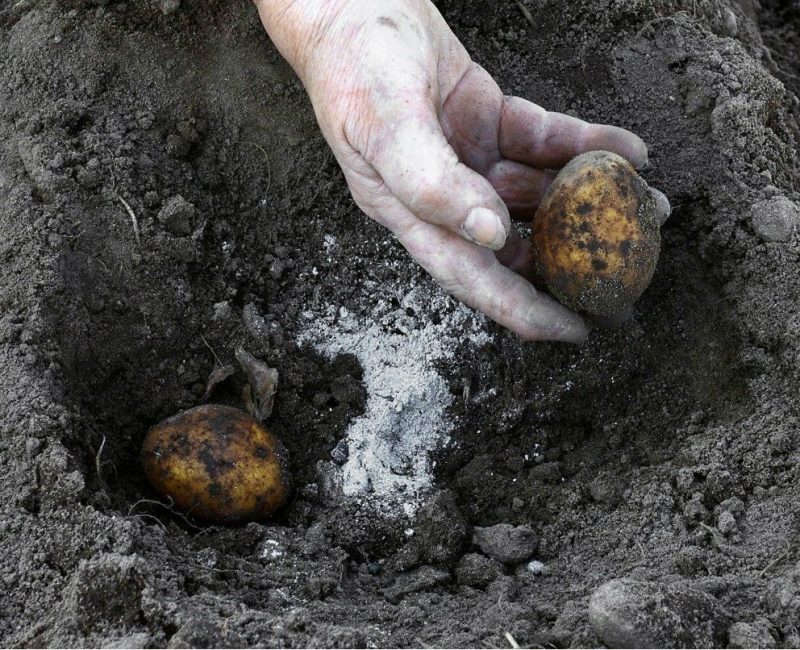De la poudre de cendres sèches est ajoutée aux puits lors de la plantation de pommes de terre et d'un certain nombre d'autres plantes cultivées