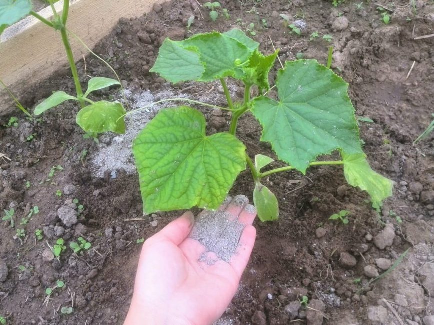 Les concombres répondent à l'application de cendres par une croissance rapide et la formation active d'ovaires