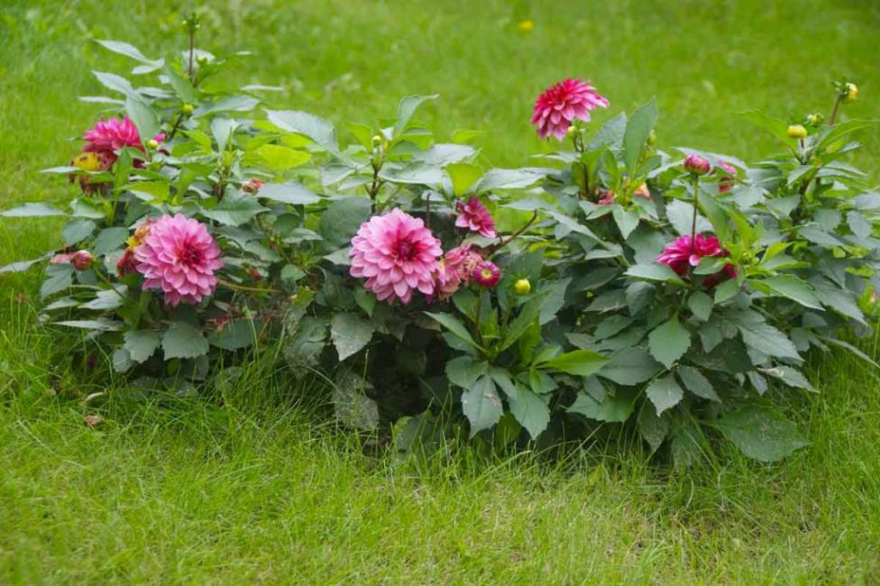 Dahlias trop petits (bordure)