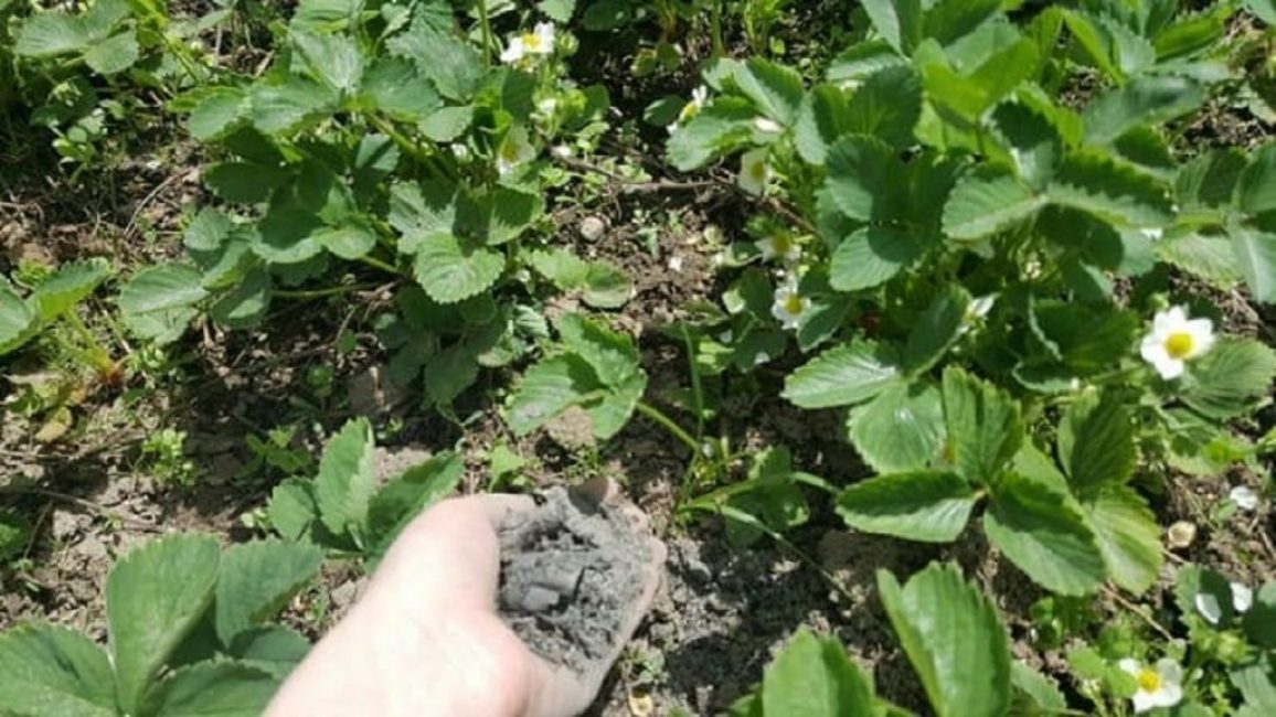 Le concentré de cendres est appliqué entre les rangées, stimulant la fructification