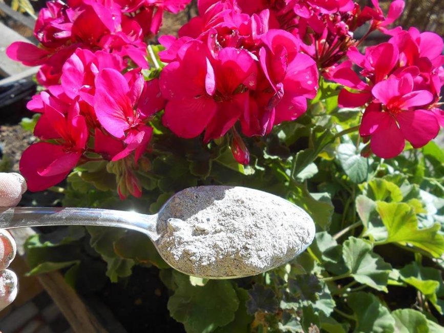 2-3 top dressings par saison avec du concentré de cendres garantissent une floraison abondante et luxuriante des géraniums