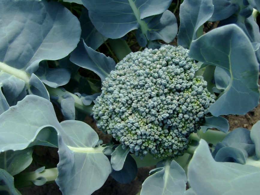 Brocoli