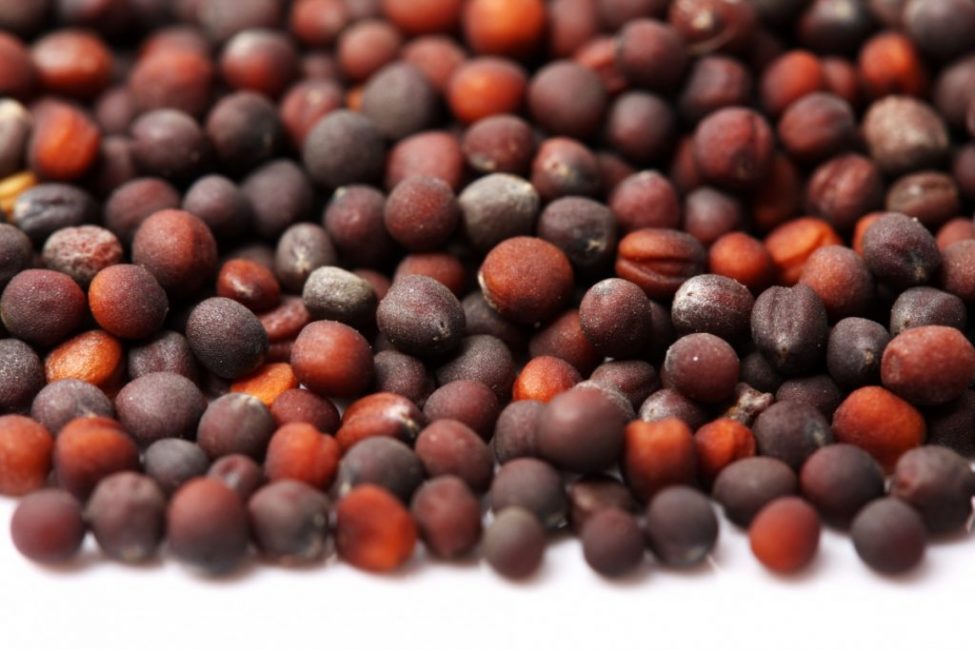 Les graines de chou sont petites, arrondies, ont une bonne germination