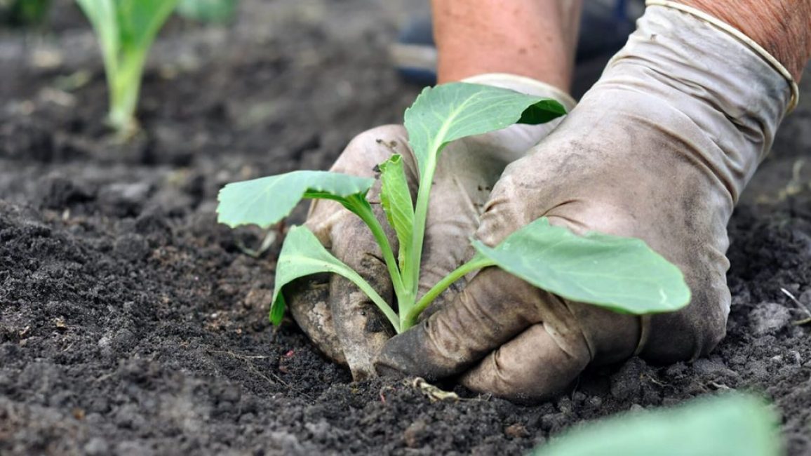 Le brocoli est planté selon le schéma: 40 cm entre les trous et 50-60 cm entre les rangées