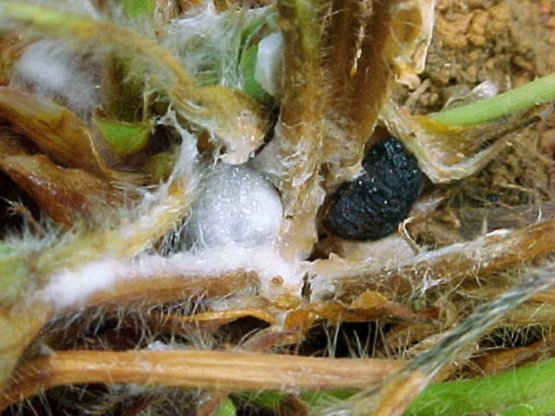 Pourriture blanche (sclérotinose)