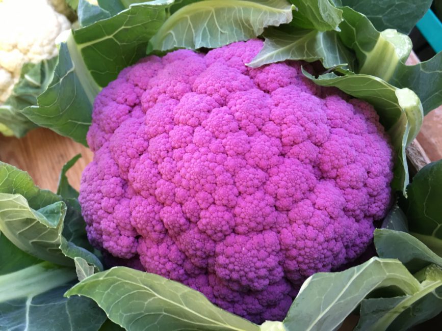 Une inflorescence de couleur inhabituelle forme une variété de brocoli Miranda F1