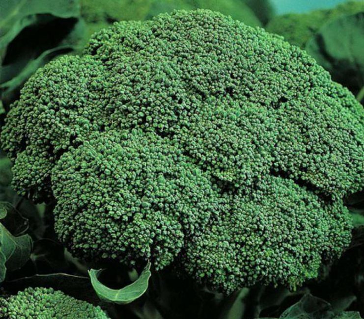 Fiesta - une variété précoce de chou pour la voie du milieu