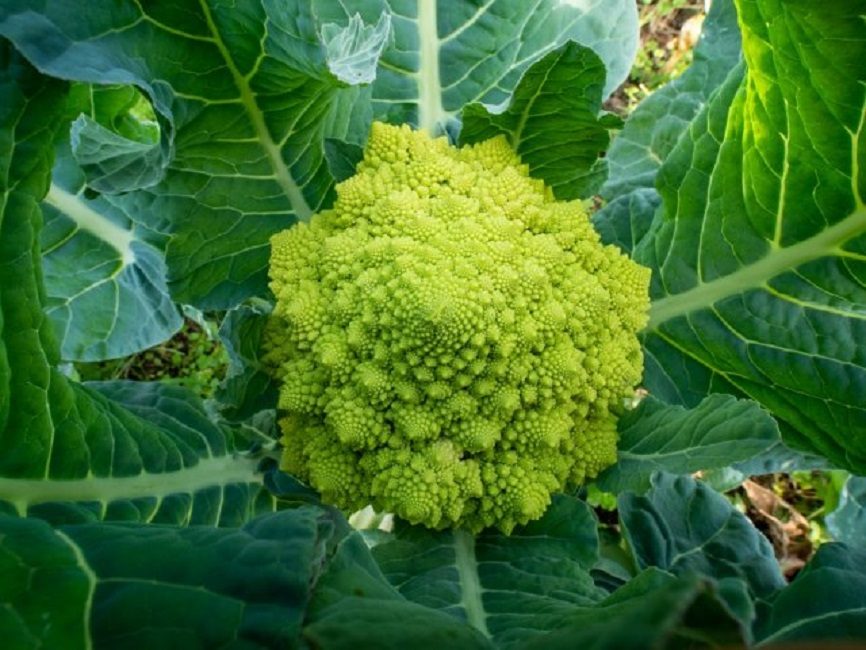 Parmi les variétés de Romanesco, il existe des hybrides précoces et de mi-saison qui nécessitent des soins attentifs.
