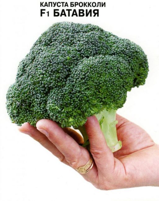 Variété de sélection néerlandaise, qui est zonée partout