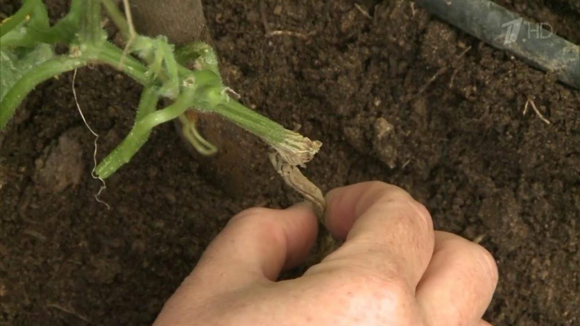 pourriture des racines