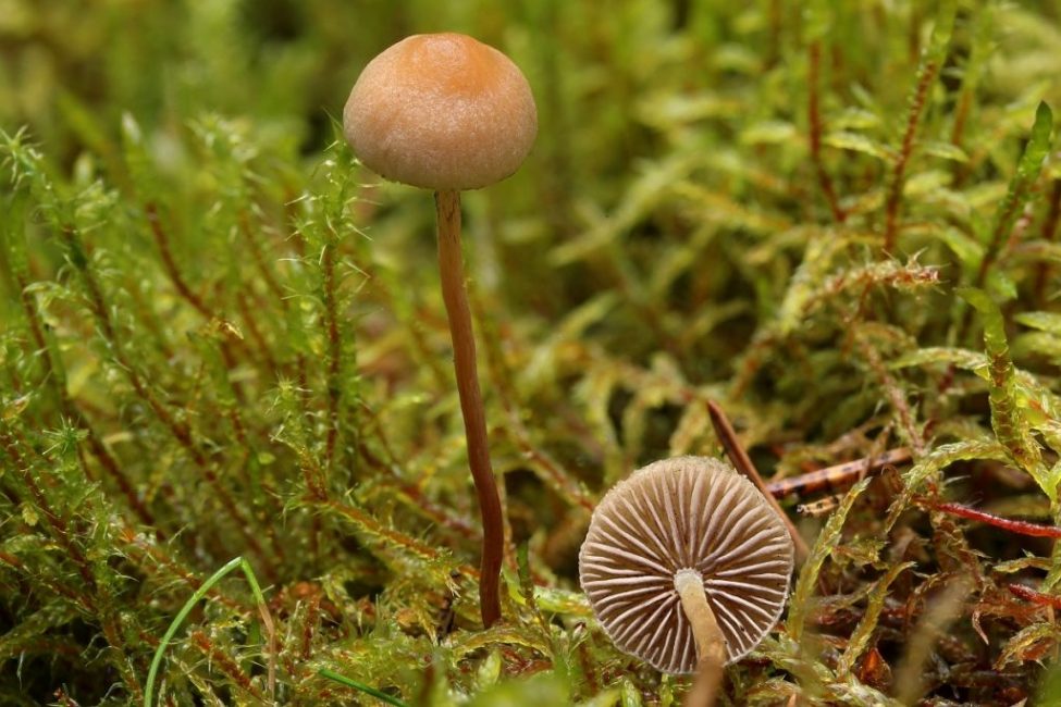 Mousse à fausses frondes