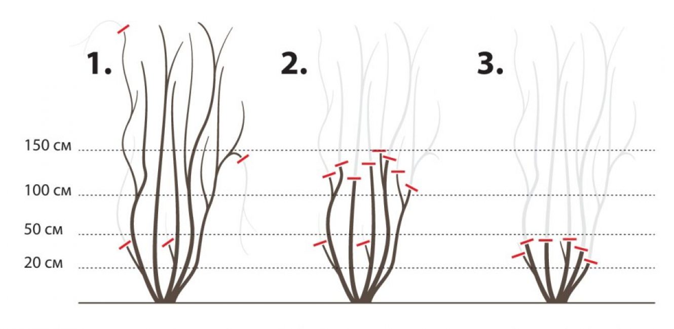 Taille 1,2 et 3 groupes de clématites