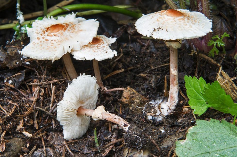 Lepiota pectinata (ombelle pectinée)