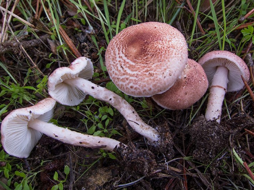 Lepiota serrata (Parapluie dentelé)