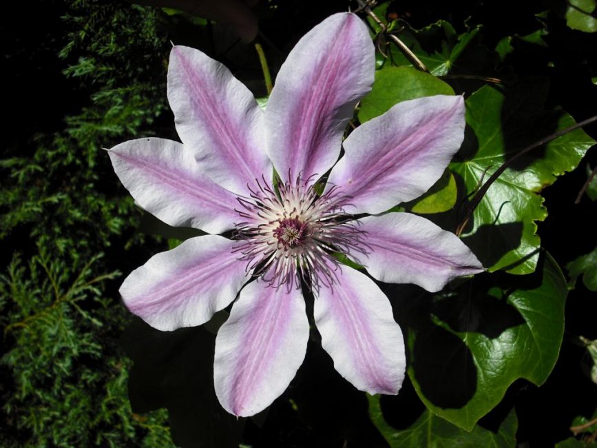 Clematis lanugineuse