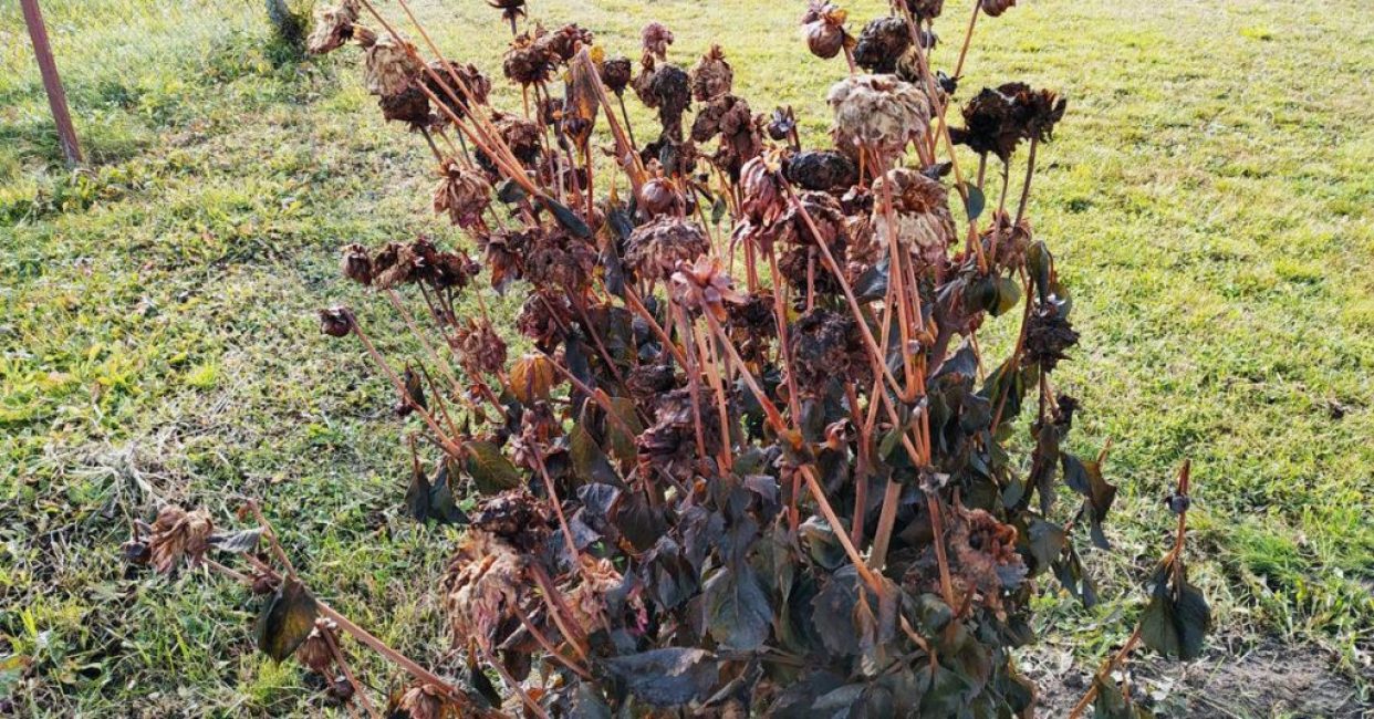 Les dahlias sont devenus noirs
