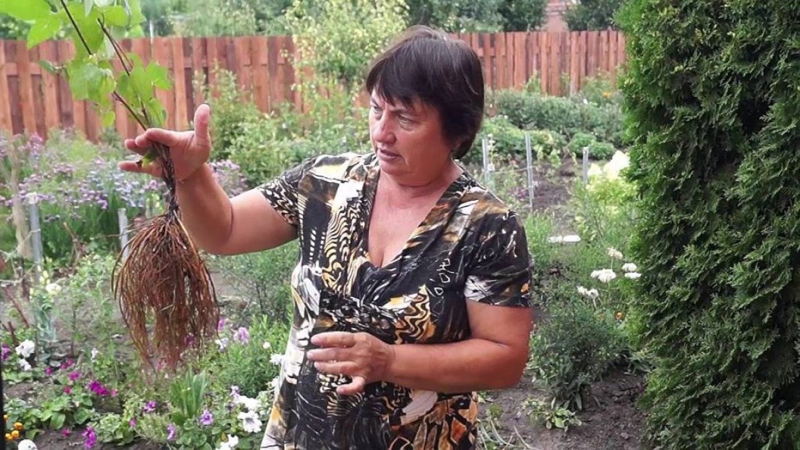 Clématite, comment se propager en divisant le buisson