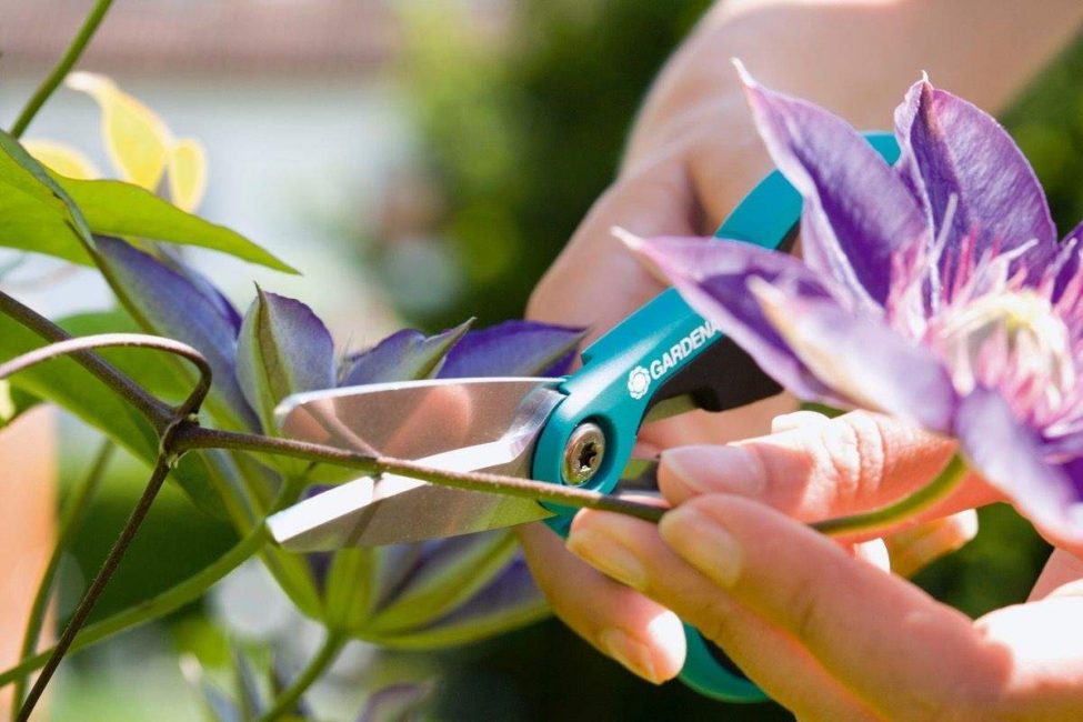 Lorsque la clématite fleurit pour la première fois, les fleurs sont coupées pour renforcer la partie terrestre.