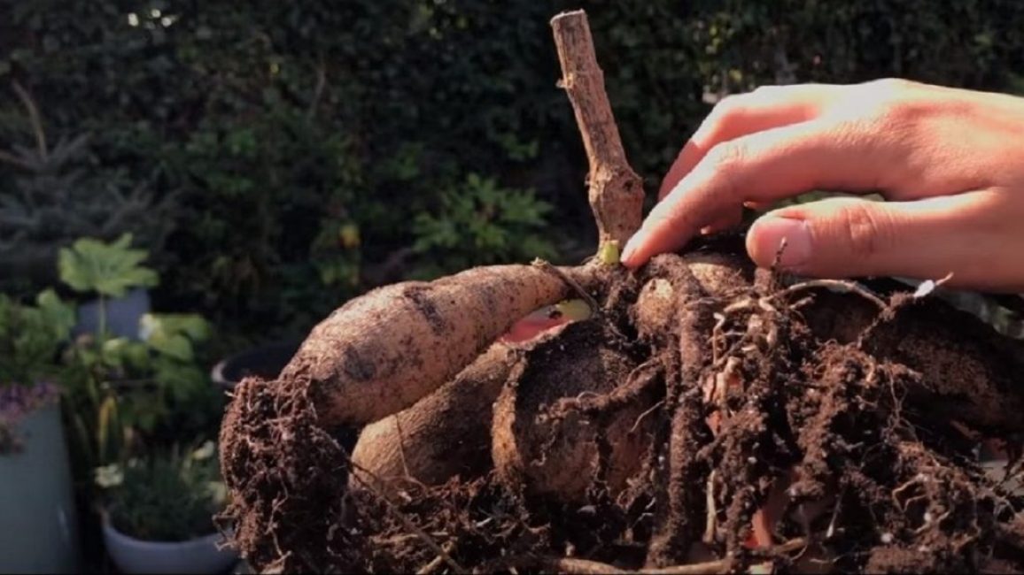 Buisson aux bourgeons éveillés