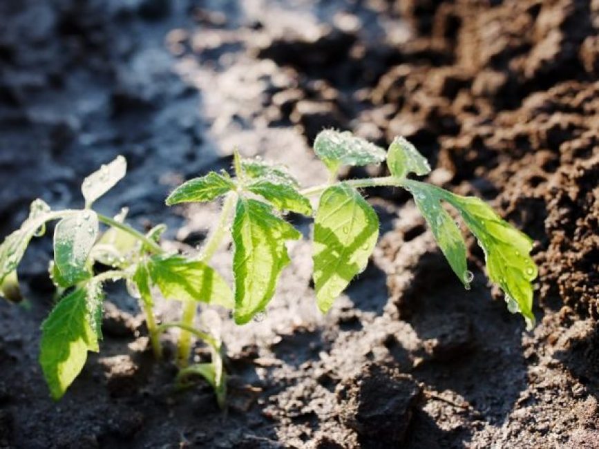 Top vinaigrette tomate cendrée
